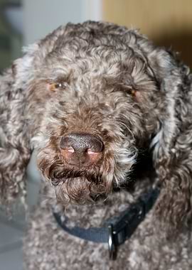 Lagotto Romagnolo nose