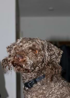 Lagotto Romagnolo nose