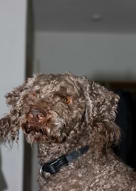 Lagotto Romagnolo nose