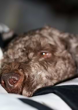 Lagotto romagnolo face