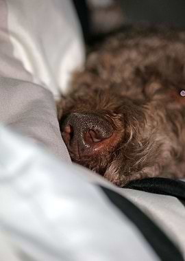 Lagotto romagnolo face