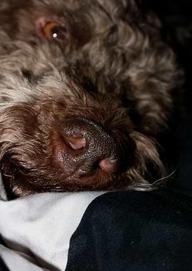 Lagotto Romagnolo nose