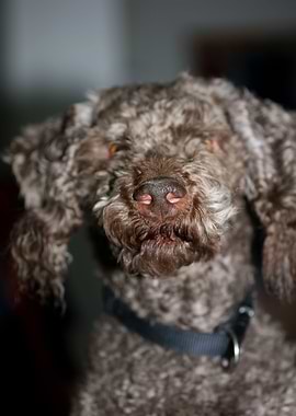 Lagotto romagnolo portrait