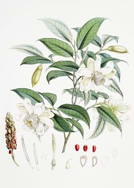 Michelia Cathcartii