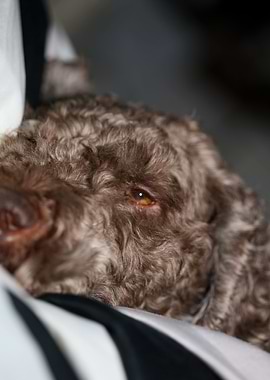 Lagotto romagnolo face