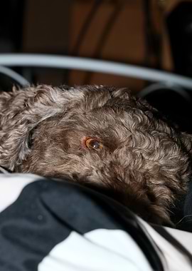 Lagotto Romagnolo nose