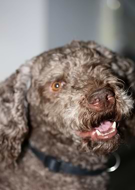 Lagotto romagnolo portrait