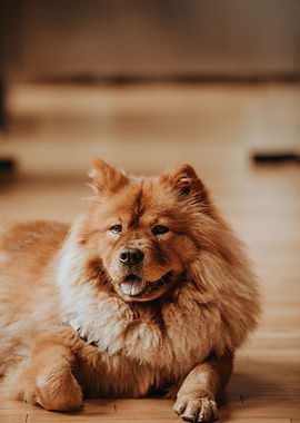 Funny A Lovely Cheese Pizz