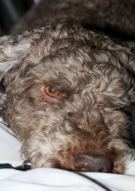 Lagotto romagnolo portrait
