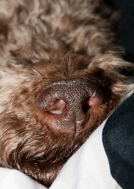 Lagotto romagnolo portrait