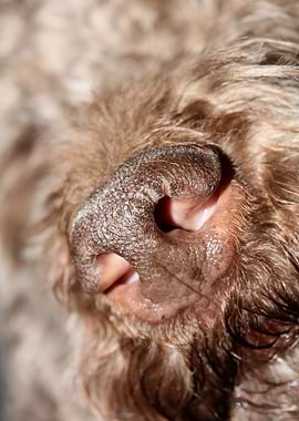 Lagotto romagnolo face