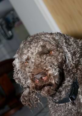 Lagotto romagnolo face