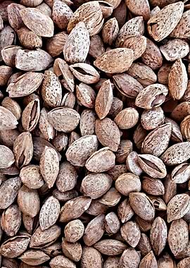 Pattern Of Almond Shells