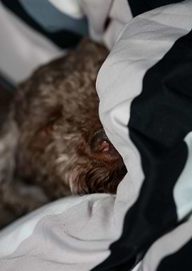 Lagotto romagnolo portrait