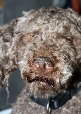 Lagotto romagnolo face