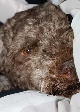 Lagotto romagnolo portrait