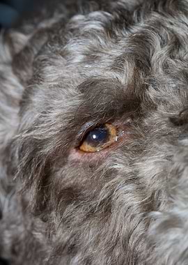 Lagotto romagnolo portrait