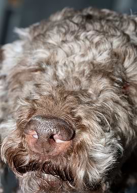 Lagotto romagnolo face