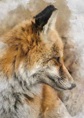 Watercolour Fox