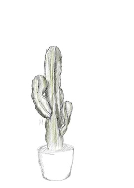 Cactus Sketch