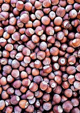 Hazel Or Filbert Nuts