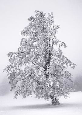 Winter tree
