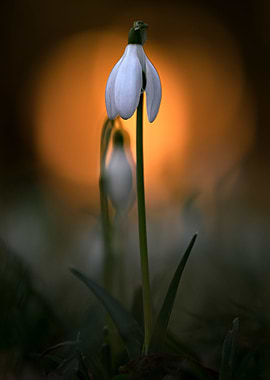 Snowdrop
