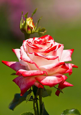 Beautiful rose