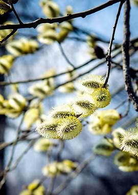 Fluffy Willow Buds Mix