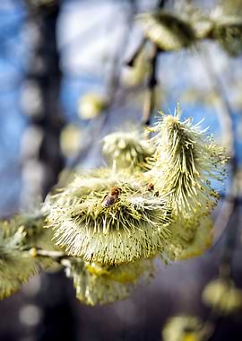 Willow Buds And Early Bee