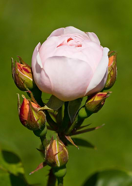Beautiful rose