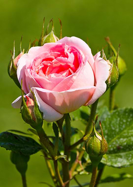 Beautiful rose