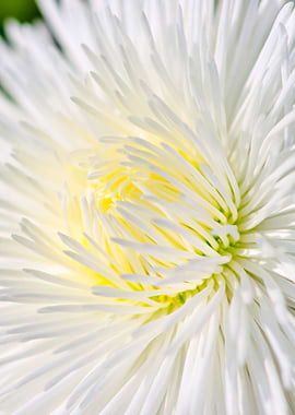 White Marguerite Flower