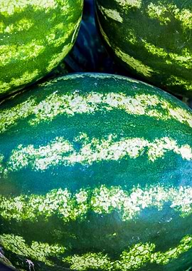 Green Watermelon Fruits