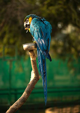 Blue Macaw
