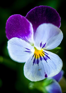 Violet Flower