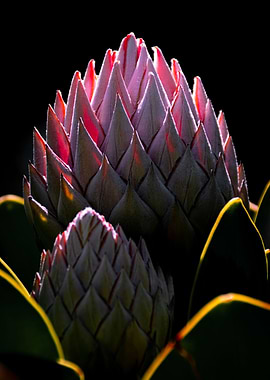Proteas Glow