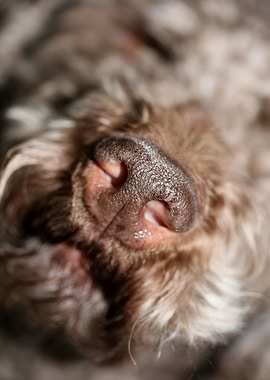 Lagotto romagnolo close up