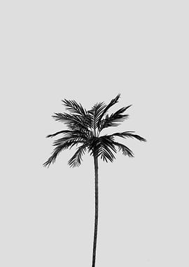 Palm tree