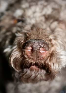 Lagotto romagnolo close up