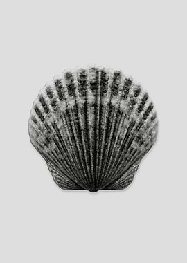sea shell