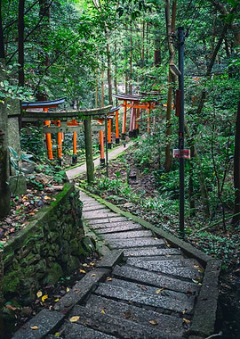 Path through the forest