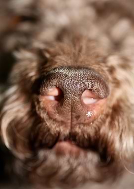 Lagotto romagnolo close up