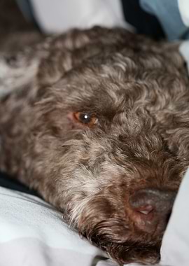 Lagotto romagnolo close up