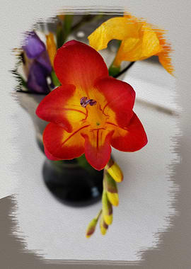 The red freesia