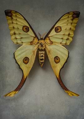 Pretty yellow butterfly