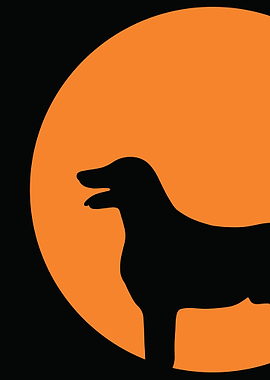 dog view in afternoon sun