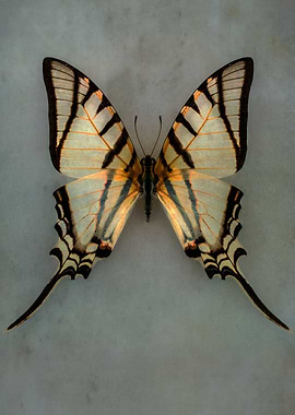 Yellow and black butterfly