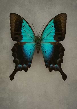 Exotic blue butterfly