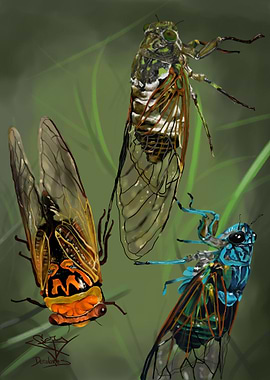 Cicadas